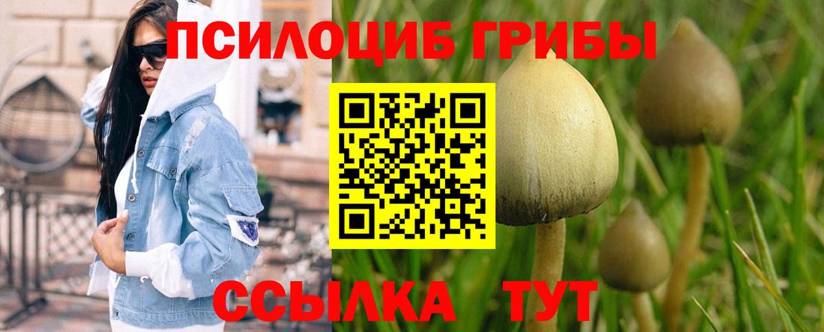 Галлюциногенные грибы Psilocybine cubensis Донской